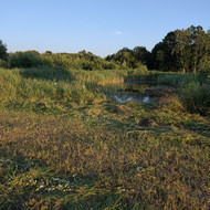 Apleistų sklypų tvarkymas