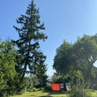 Nupjauti eglę ir išsivežti šakas