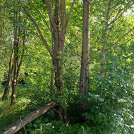 Ieškome, kas galėtų išvalyti 26arų sklypą, apaugusį medžiais ir krūmais