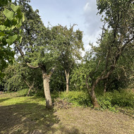 Medžių pjovimas