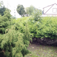 Tujų gyvatvorės genėjimas