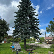 Medžių pjovimas (Eglė, maumedis)