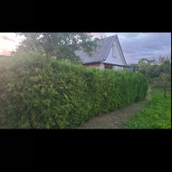 Medžių genėjimas, pjovimas