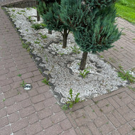Aplinkos tvarkymas+zoles pjovimas+zoles naikinimas is trinkeliu