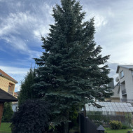 Medžių genėjimas, pjovimas