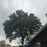 Avarinių medžių pjovimas