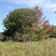 Medžių pjovimas
