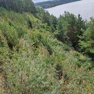 Apleistų sklypų tvarkymas