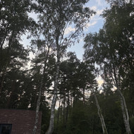 Medžių genėjimas, pjovimas