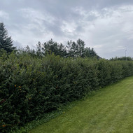 Gyvatvorių karpymas