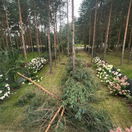 Medžių tvarkymas
