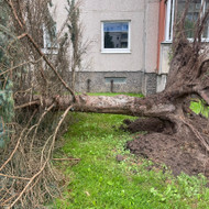 Medžių genėjimas, pjovimas