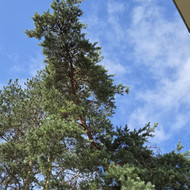 Avarinių medžių pjovimas