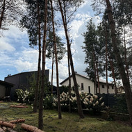 Pušies nupjovimas