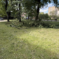 Šakų išvežimas