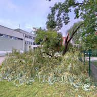 Dėl nulūžusio medžio išvežimo ir utilizavimo