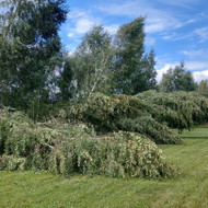 Reikia pašalinti 20 beržų, dalis išvirtusių, dalis pasvirę