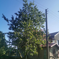 Reikia nupjauti pušų šakas / dvi pušys / kurios liečia el. laidus. Taip pat nugeneti tresnes šakas /