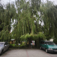 Medžių genėjimas
