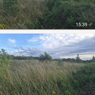 Pievų šienavimas