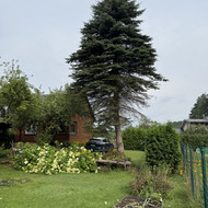 Medžių pjovimas