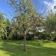 Nupjauti/genėti nušalusius vaismedžius