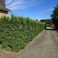 Tujų karpymas