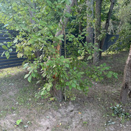 Medžio nupjovimas Pavilnyje