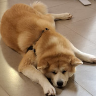Sutvarkyt kailiuka Akita-Inu kalytei