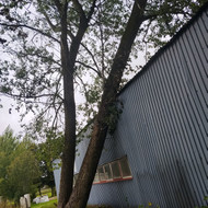 Avarinis medžio šalinimas