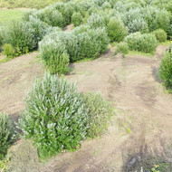 Krūmų pjovimas ~ 1.5 ha