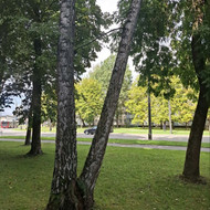 Medžių pjovimas