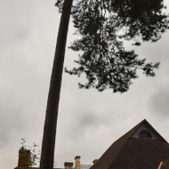 Arboristai
