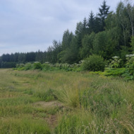 Nušienauti Sosnovskio barščius