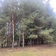 Medžių genėjimas, pjovimas