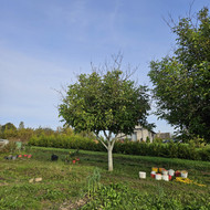 Genėjimo darbai