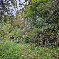 Ieškau mulčiavimo / želdinių (šakų, krūmų) išvežimo paslaugos — Anykščiai