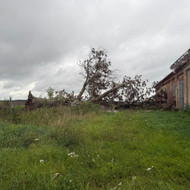 Avarinių medžių pjovimas