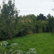 Augalų genėjimas
