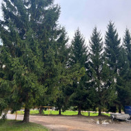 Medžių kirtimas