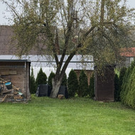 Medžių genėjimas, pjovimas