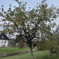 Vaismedžių genėjimas