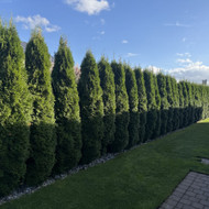 Tujų genėjimas
