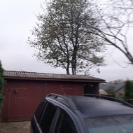 Medžių genėjimas, pjovimas