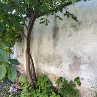 Murines tvoros sutvarkymas