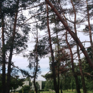 Medžių šalinimas